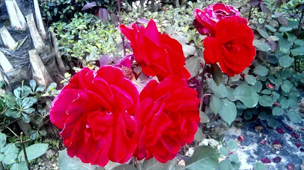 Ослепляющие розы.
